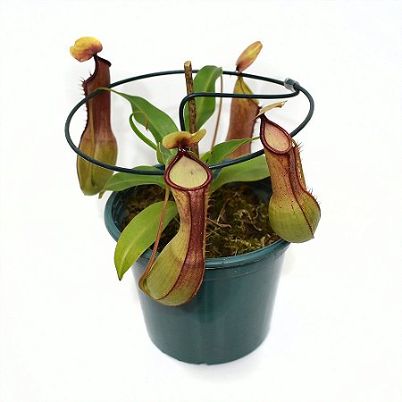 NEPENTHES GRACILIFLORA