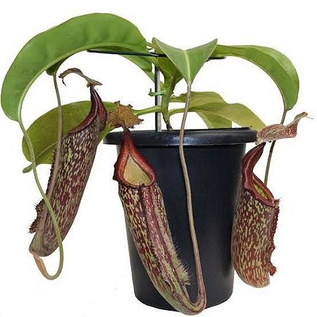 NEPHENTES MAXIMA