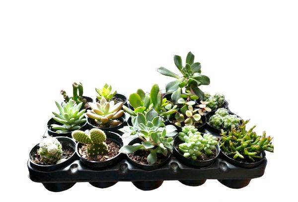 15 MINI SUCULENTAS SORTIDAS