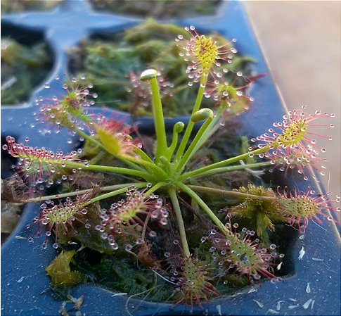 PLANTA CARNÍVORA DROSERA INTERMEDIA