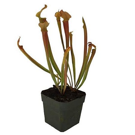 SERRACENIA PLANTA CARNÍVORA