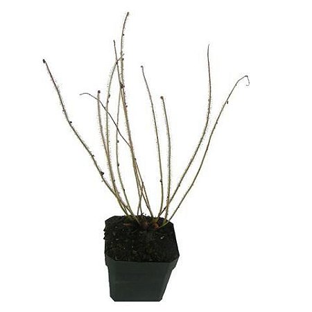 Drosera filiformis Planta Carnívora