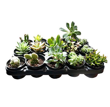 30 UNIDADES DE MINI SUCULENTES