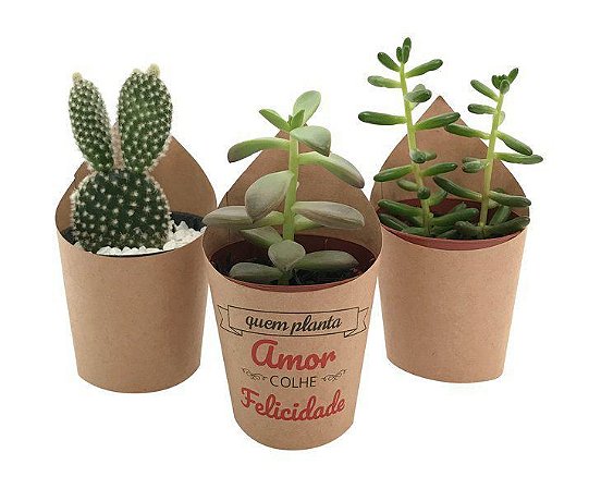 SUCULENTA PERSONALIZADA