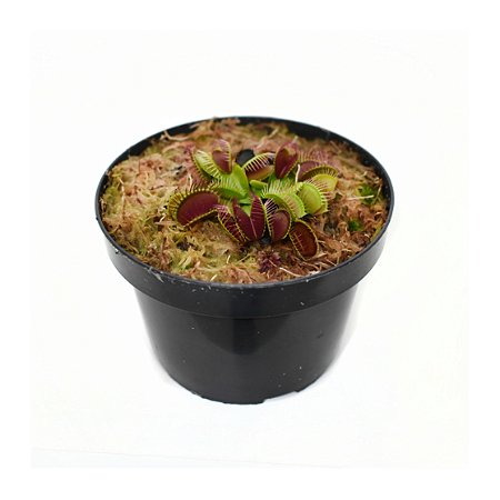 DIONAEA MUSCIPULA PLANTA CARNÍVORA NA FASE ADULTA