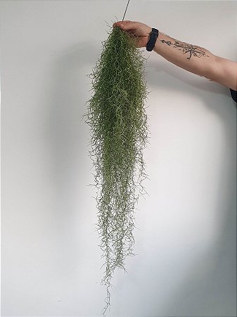 Barba de Velho | Tillandsia usneoides