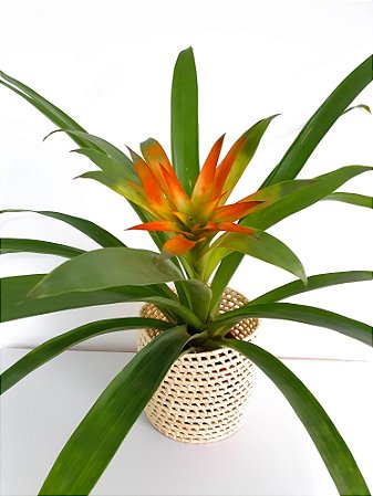 Bromelia Guzmania | Pote Grande