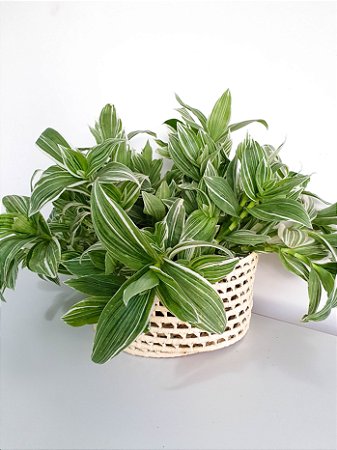 Tradescantia Fluminense Variegata | Cuia Grande