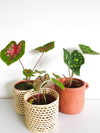 Caladium Variado | Pote Médio