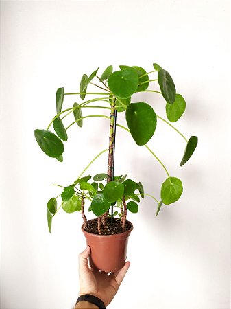 Pilea Peperomioides | Pote Grande