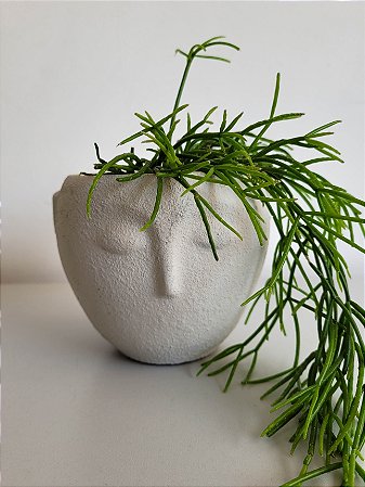 Rhipsalis Macarrão | Pote Pequeno