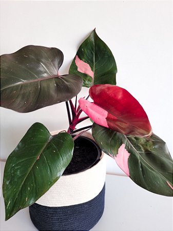 Philodendron Pink Princess | Pote Grande