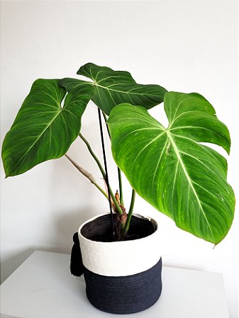 Identifique Se A Planta É De Sombra - Minhas Plantas