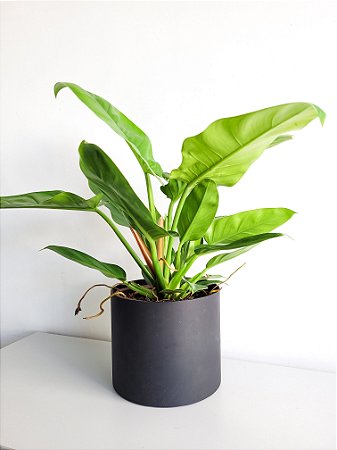 Philodendron Imperial Green | Pote Grande