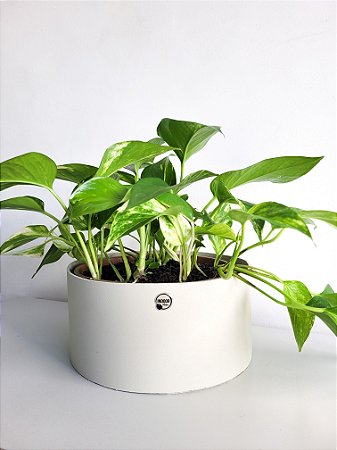 Cachepot linha ECO | Cuia Grande