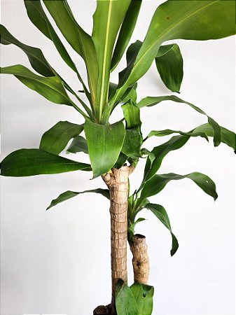 Dracena Pau D'Agua (1,00m) | Extra Grande