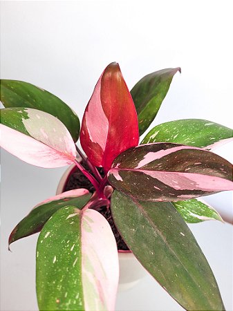 Philodendron Pink Princess | Pote Médio