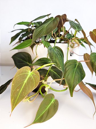 Philodendron Micans | Cuia Grande