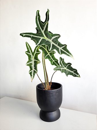 Alocasia Nobilis | Pote Médio