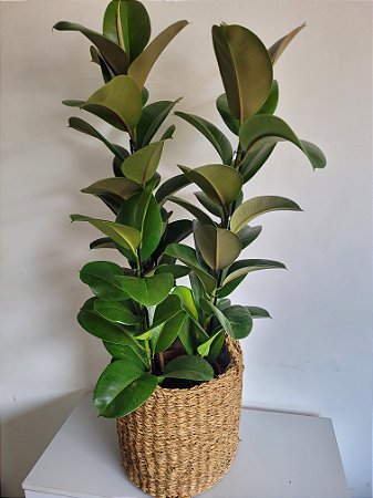 Ficus Elástica Chloe (3 hastes) | Pote Extra Grande