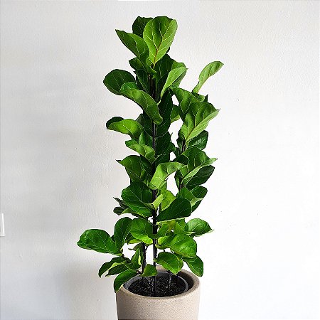 Ficus Lyrata Bambino | Extra grande - Indoor Plantas