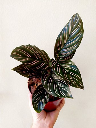 Maranta Riscada | Pote Médio