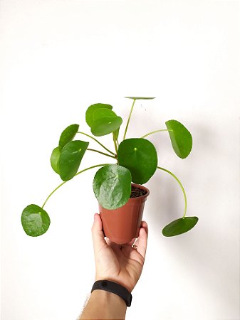 Pilea Peperomioides | Pote Pequeno