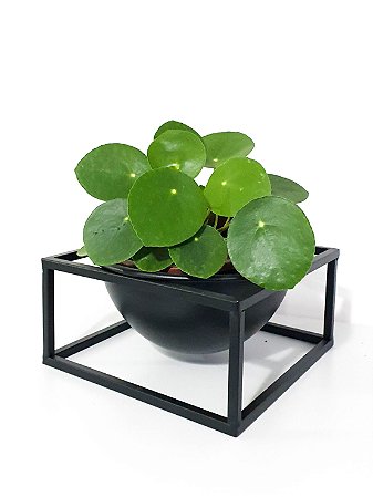 Pilea Peperomioides | Cuia Grande