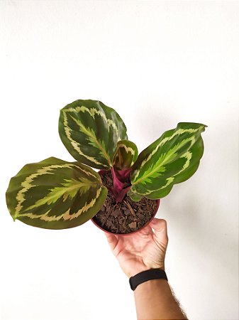 Maranta Medalhão| Pote Médio