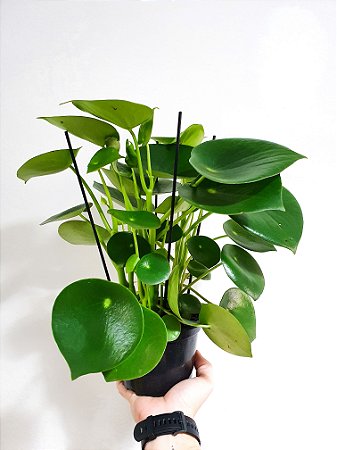 Peperomia Polybotrya | Pote Grande