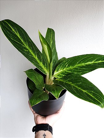 Aglaonema Queen | Pote Médio