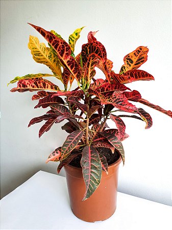 Croton Petra | Extra Grande