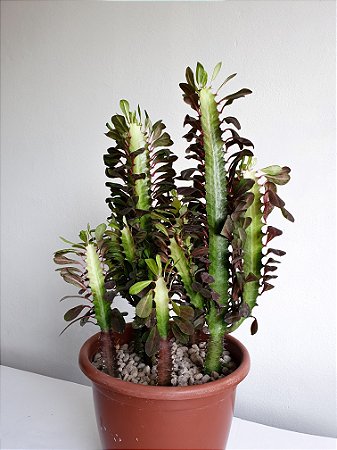 Cacto Euphorbia Trigona (Candelabro) | Extra Grande