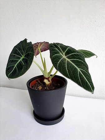 Alocasia Black Velvet | Pote Médio