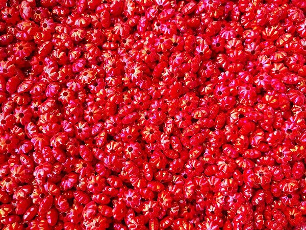 Pitanga irisada vermelha 30 gramas