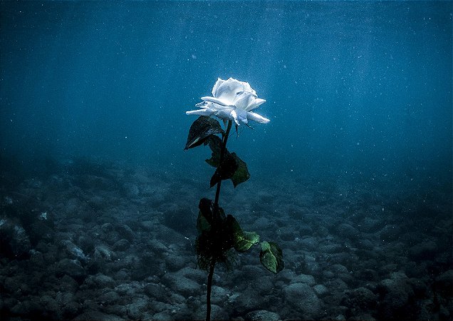 Flor imersa no mar