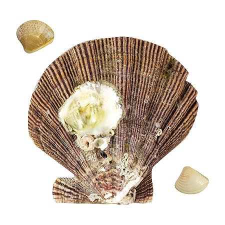 Enfeite para aquários e lagos conchas naturais modelo shell