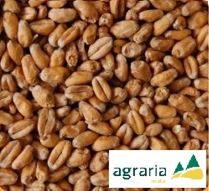 Malte Trigo Claro Agrária (Wheat blanc) - 100g