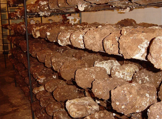 Blocos de Shiitake Axênico - Quantidade Comercial - Caixa fechada com 09 Blocos