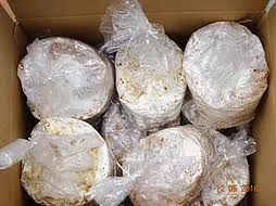 Semente de Shiitake (Cultivo em Toras) - Quantidades Comerciais - caixa Fechada com 12 'Litros' de semente