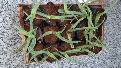 Muda de Babosa Aloe Vera com 50 cm no vaso - Viveiro Cultura Ecológica I  Referência em Mudas no Brasil