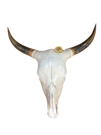 Cabeça Boi Caveira Com Chifres Naturais Enfeite Crânio - SE518