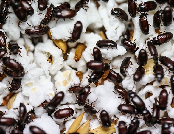 Start de Besouro do Amendoim