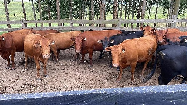 Oportunidade! Lote de Vacas Gordas – 450 kg Médio – Dom Pedrito/RS