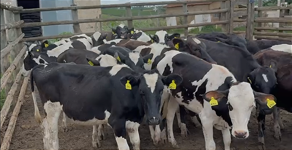 25 Novilhas 3/4 – Prontas para Inseminar!