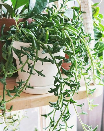 SENECIO PEREGRINUS 'COLAR DE GOLFINHO' - MF Suculentas