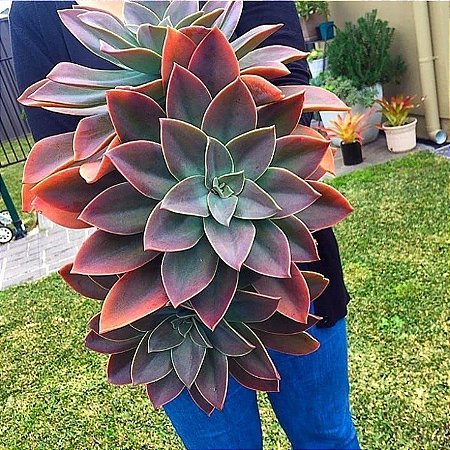 GRAPTOVERIA FRED IVES