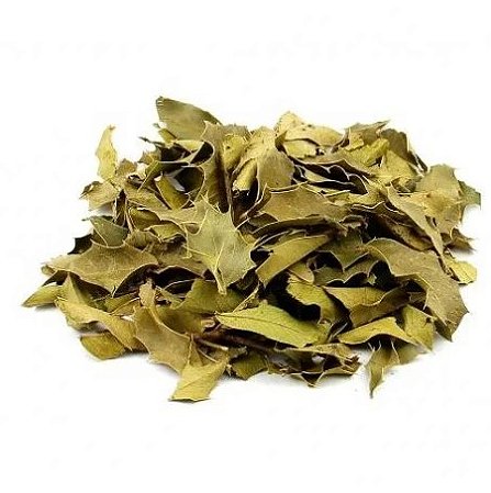 FOLHA DE ESPINHEIRA SANTA PREMIUM (MAYTENUS ILICIFOLIA) 50GR (Apenas folhas, sem galhos e talos)