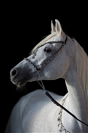 Quadro Cavalo - Branco 2