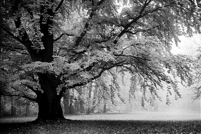 Quadro Paisagem - Árvore Centenária Preto e Branco 2